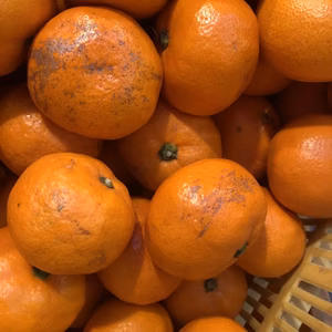 愛情たっぷりで育った有田みかん★温州みかん　家庭用　S・M・Lサイズ　約10キロ