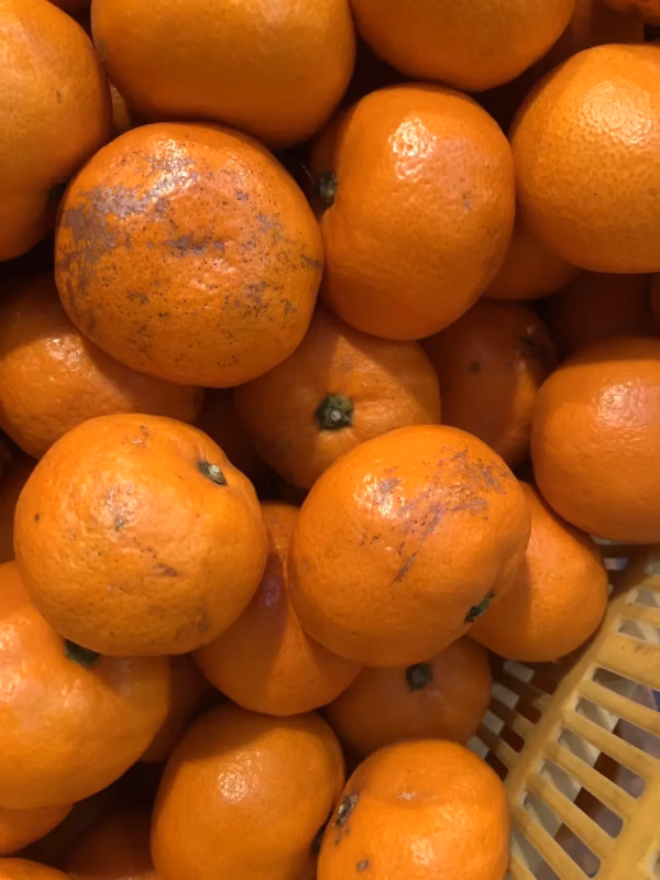 愛情たっぷりで育った有田みかん★温州みかん　家庭用　S・M・Lサイズ　約10キロ