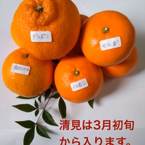 春みかん おまかせ詰合せ（箱込4kg 家庭用）