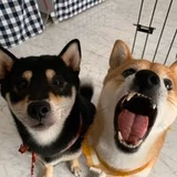 リリハルげんき