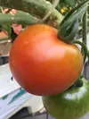 フルティカトマトで作った無添加トマトジュース
