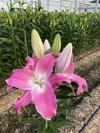 百合生花80cm ミックス3本束,5本束