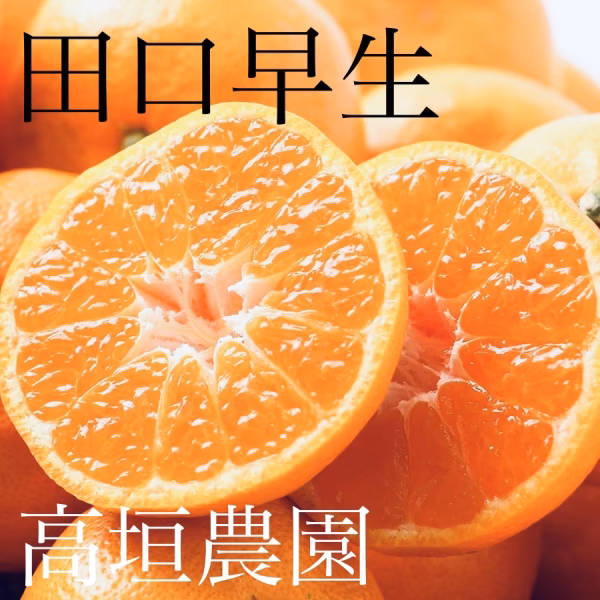 濃厚なコクの完熟みかん小玉3kg