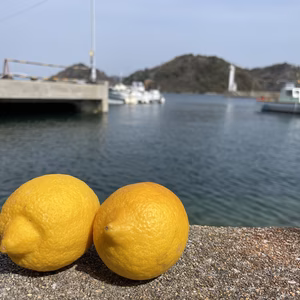 広島大長レモン＜美品＞