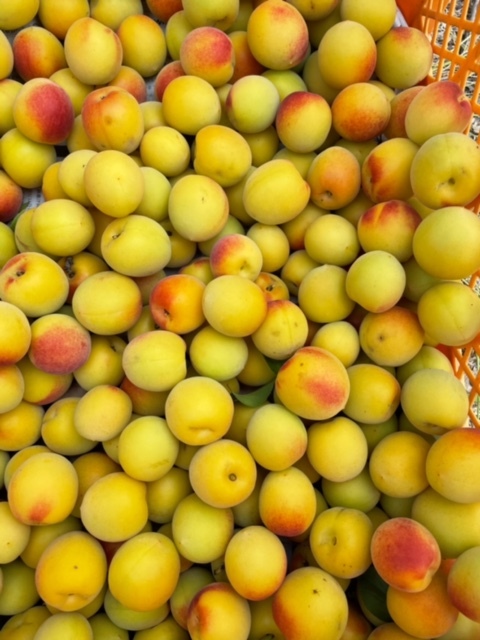 青梅の産直通販・お取り寄せ商品｜ポケットマルシェ｜産地直送で