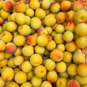 収穫中！■順次発送できます■南高梅■L～２L■