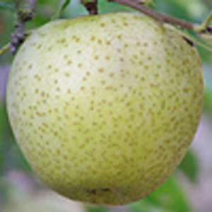 家庭用 王林   約３ｋｇ