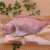 【お食い初め、お節句、贈答に！】 丸ごと一匹蒸し焼き鯛（中サイズ）
