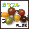 ●【川上農園】カラフル ミニトマト 1kg 茨城県産