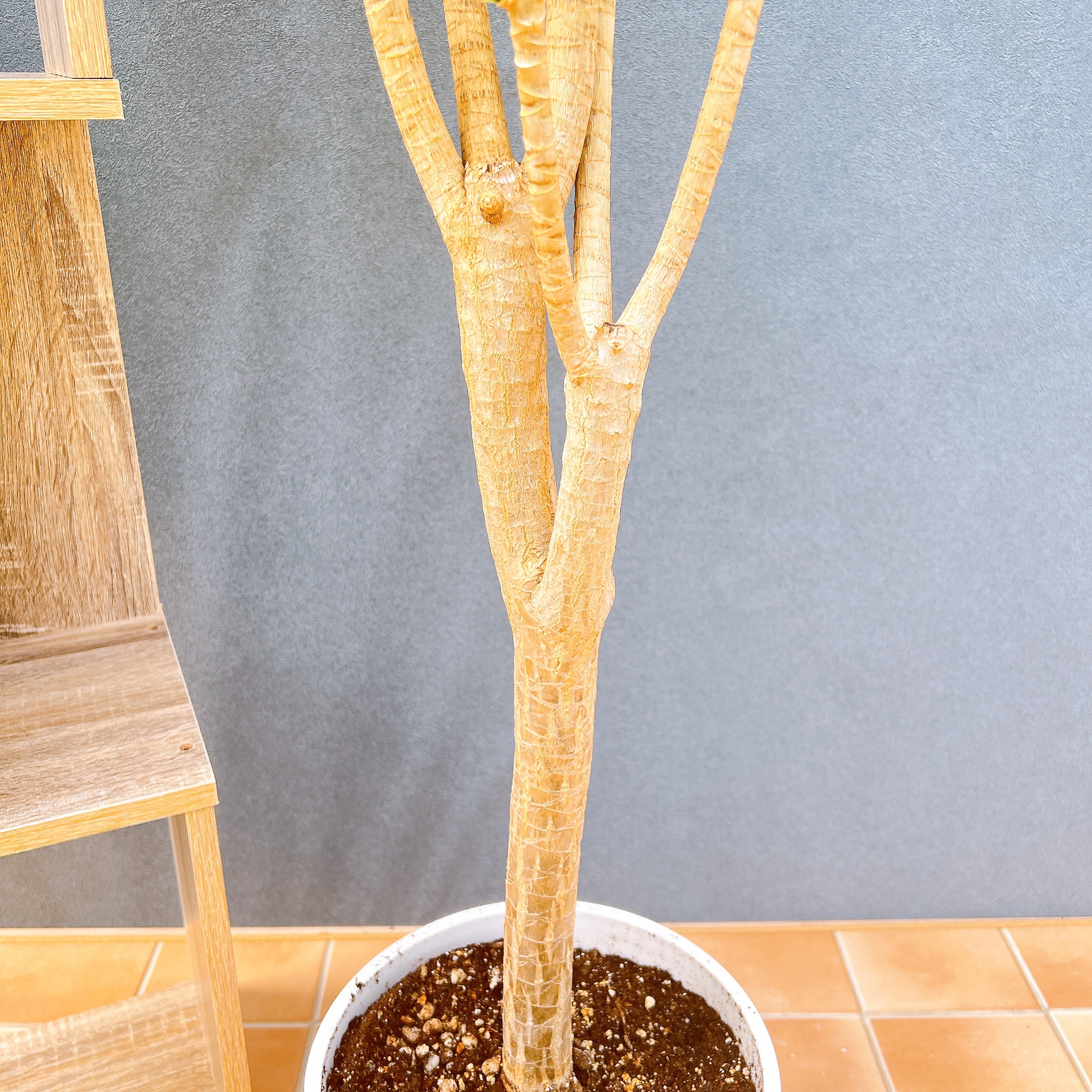 在庫販売】 ドラセナ ナビー 観葉植物 インテリアグリーン