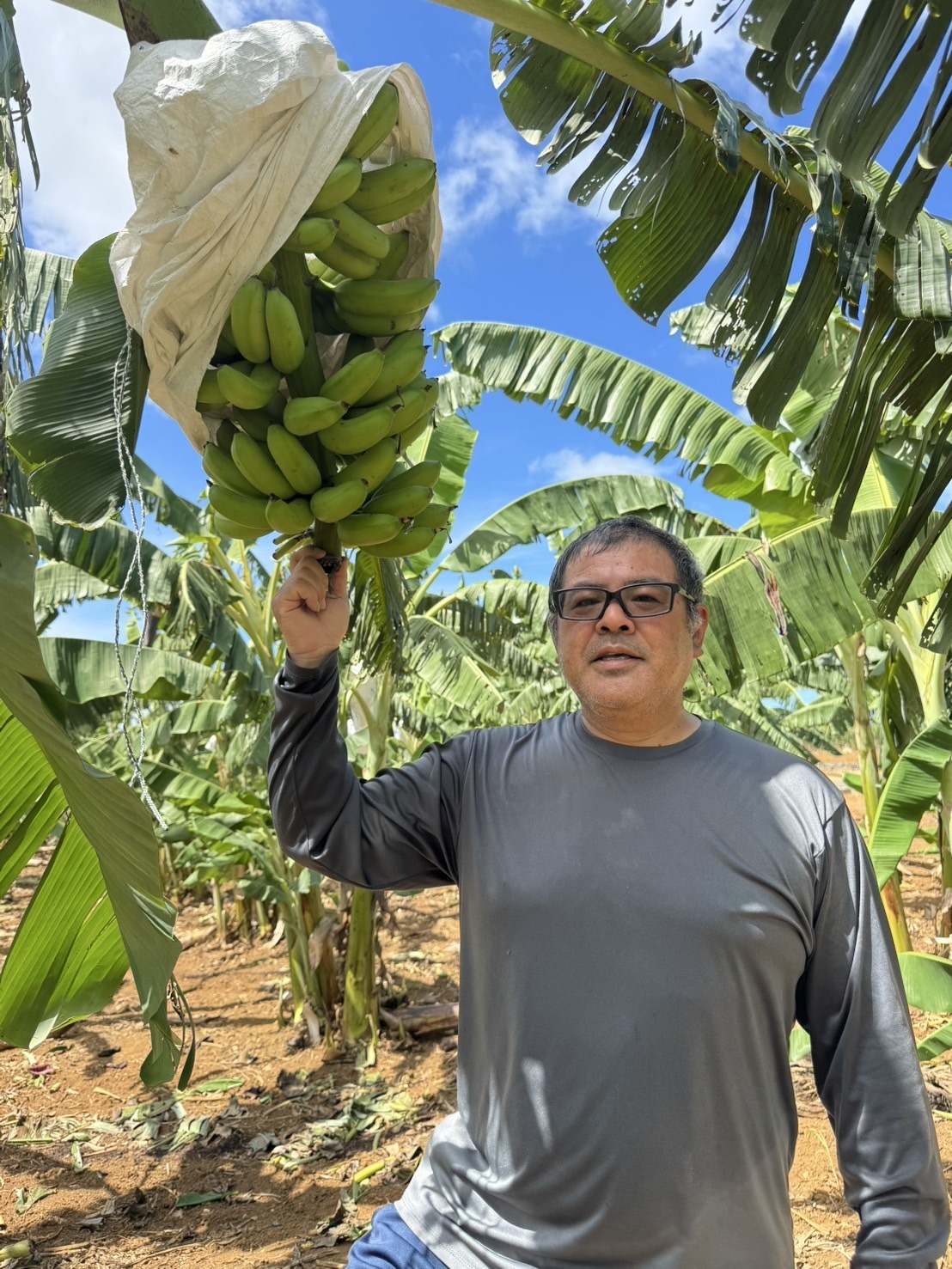 宮古島産 青パパイヤ｜パパイヤの商品詳細｜ポケットマルシェ｜産地