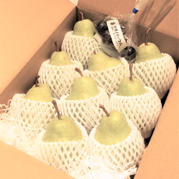 【お徳用】バートレット約3kg＋ナガノパープル粒100g　　＊自宅用贈答用包装別