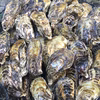 甘みたっぷり！伊勢志摩 的矢湾産殻付き牡蠣 15個 生食可