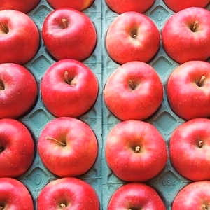 かぐや姫印　特別栽培完熟秋茜りんごMサイズ10ｋｇ