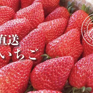 　【2箱セット】《ガッツリ食べたいあなたへ》超! 大粒いちご　埼玉県羽生市産