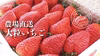 《ガッツリ食べたいあなたへ》超! 大粒いちご　埼玉県羽生市産