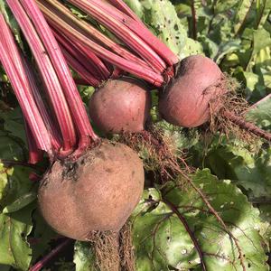 農薬･化学肥料･除草剤不使用【北海道産】朝採れビーツ★