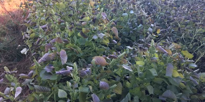 雪降る前の大仕事。えごまも刈った！