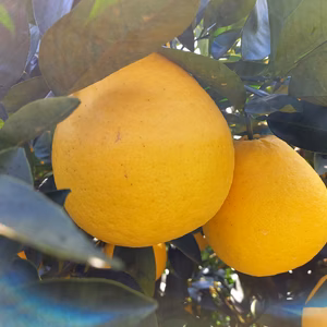 河内ばんかん　 週末限定特価