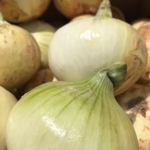 淡路島産　新玉ねぎ　Lサイズ　5kg 産地直送　農家直送