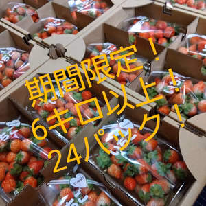 【7周年福袋】期間限定！24パック！合計6キロ以上！夏秋いちご　すずあかね　苺