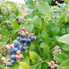 ブルーベリー食べ比べセット