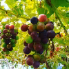 【自然農法ぶどう】わいわいファーム　ホルモン剤・農薬・化学肥料不使用