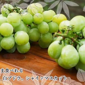 初出荷記念特別価格　シャインマスカット800ｇ