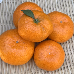 『青島』温州みかん5㎏ サイズミックス（１㎏あたり7-9個） 湯河原産