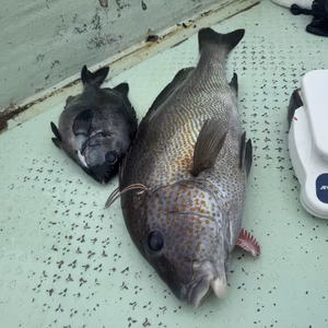 素潜り漁の鮮魚ボックス3k、一本釣り鮮魚3k