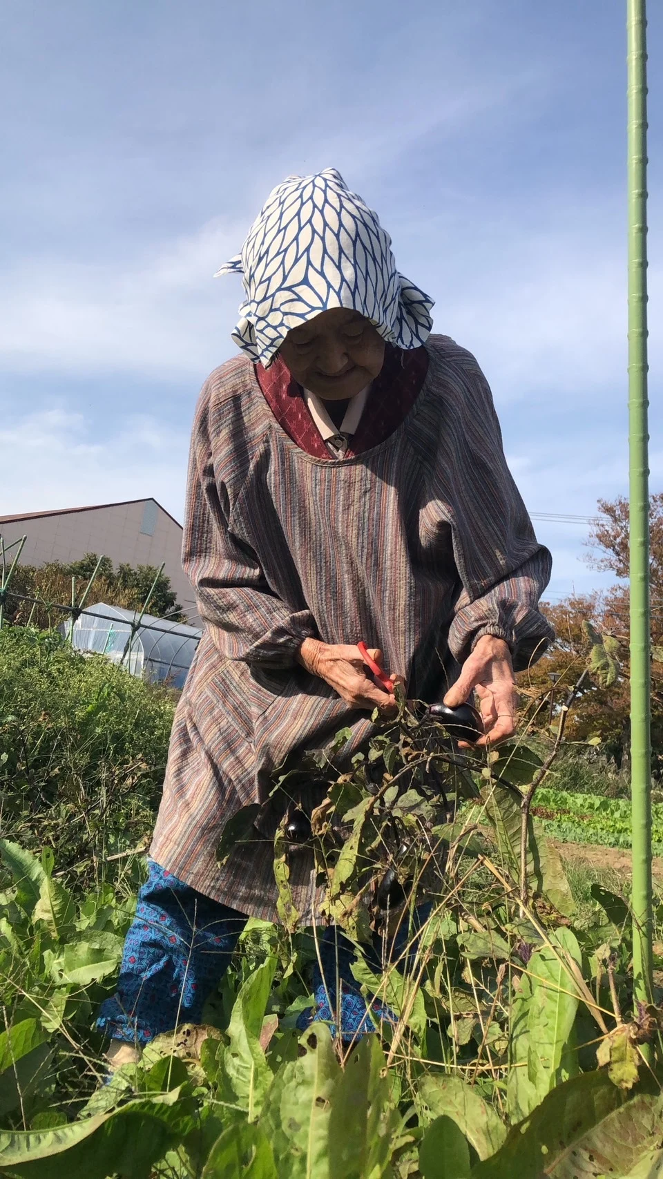 長ねぎいり✨子供に食べさせたい❗❗農薬と化学肥料を使わないで育てた野菜✨✨