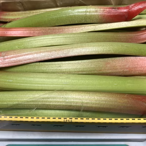 信州産　フレッシュ ルバーブ　5キロ箱込み　ミックスカラー