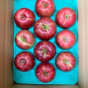 青森県産りんご　サンつがる 8月下旬出荷予定