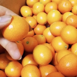 【1月下旬】何個もパクパク「種ごと丸ごときんかん」1.5kg