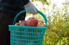 【花巻産サンふじ100％】　自家栽培りんごを絞った、辛口シードル！