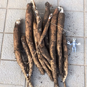 【限定出品】採りたて生キャッサバ芋！！超絶に美味しいです。