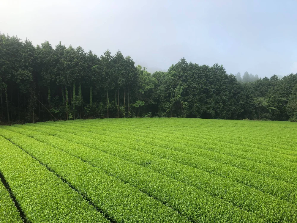 奥八女星野茶　煎茶VS白折飲み比べ