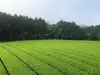 奥八女星野茶　煎茶VS白折飲み比べ