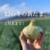 子どもたちがパクパク食べちゃう⭕淡路島⭕幻の冬の新たま