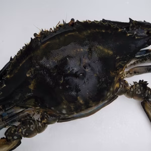 活〆ワタリガニ（メス）約600㌘
