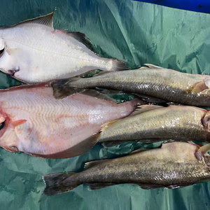 本日限定‼️イチマン❗ショウゴセット　1人〜2人用　下処理済み