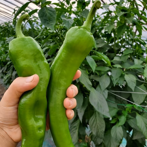 牛角大王　青唐辛子1㎏～　ピリ辛＋肉厚ジューシー