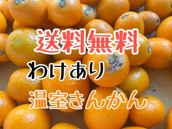 【送料無料/加工用】種ごと丸ごときんかん」計3kg(割れ、着色不足)
