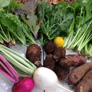 旬の野菜セット 定期便月１回 農薬・化学肥料・動物性堆肥不使用