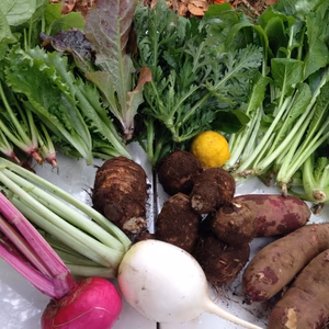 旬の野菜セット 定期便月１回 クール便 農薬・化学肥料・動物性堆肥不使用 