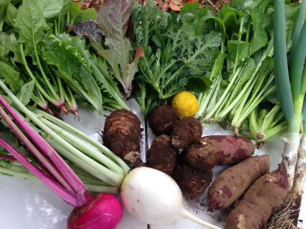 旬の野菜セット 定期便月１回 農薬・化学肥料・動物性堆肥不使用 