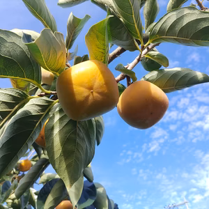 【毎日たねなし柿】農業女子が虜になる柿詰め合わせ