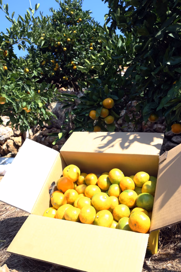 大きめ（食べやすい）3kg　みかん(極早生)ゆら早生 3kg 数量限定です。