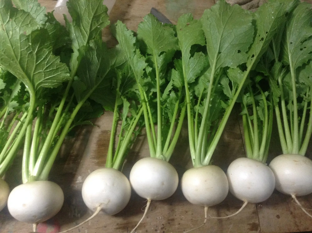 [土曜発送]　子育て農家の野菜セット　選べる2サイズ