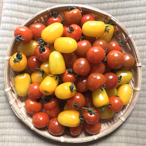 【新鮮朝採り】ミニトマト(カラフルミックス)4パック1.2kg 
